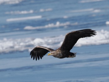 White-tailed Eagle 風蓮湖 Sat, 2/24/2024