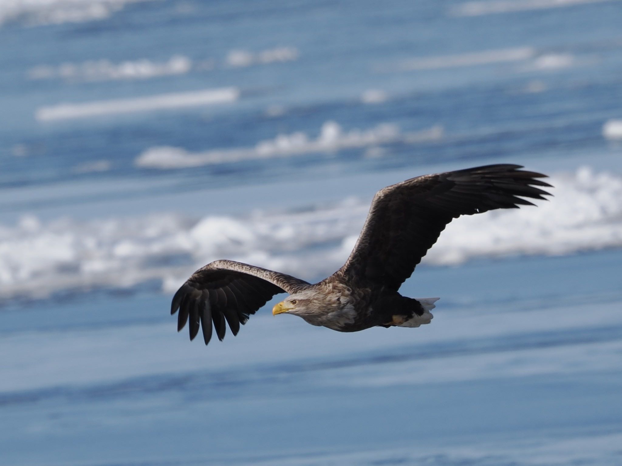 White-tailed Eagle