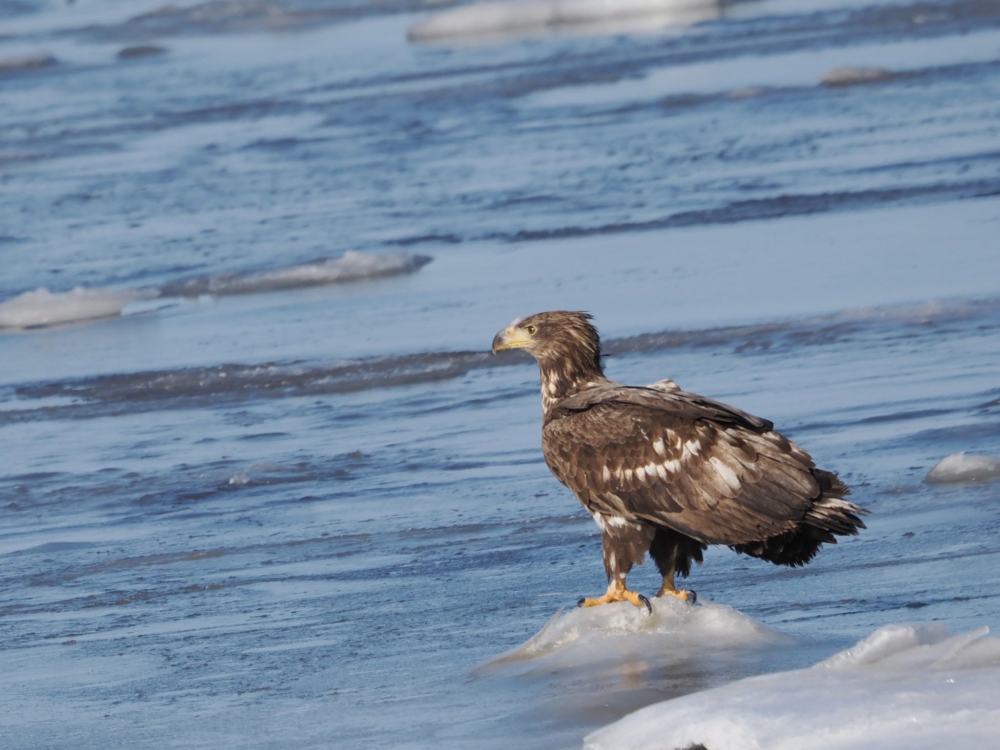 Photo of White-tailed Eagle at 風蓮湖 by ぽぽぽ