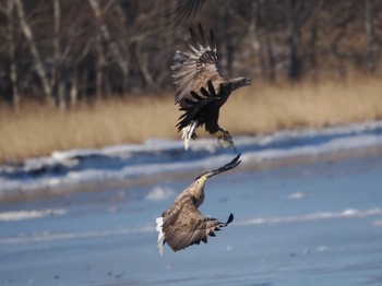 White-tailed Eagle 風蓮湖 Sat, 2/24/2024