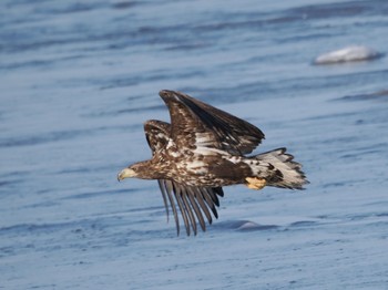 White-tailed Eagle 風蓮湖 Sat, 2/24/2024