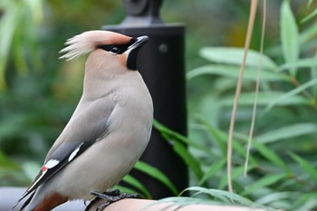 Bohemian Waxwing 川崎市 Tue, 3/19/2024