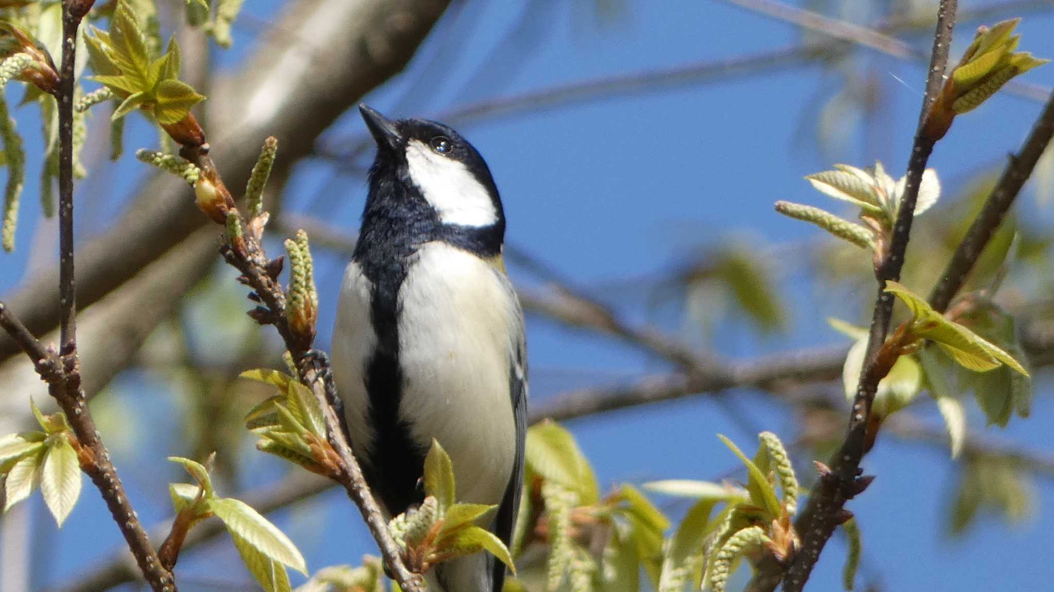 シジュウカラ