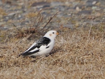 Snow Bunting Notsuke Peninsula Thu, 2/22/2024