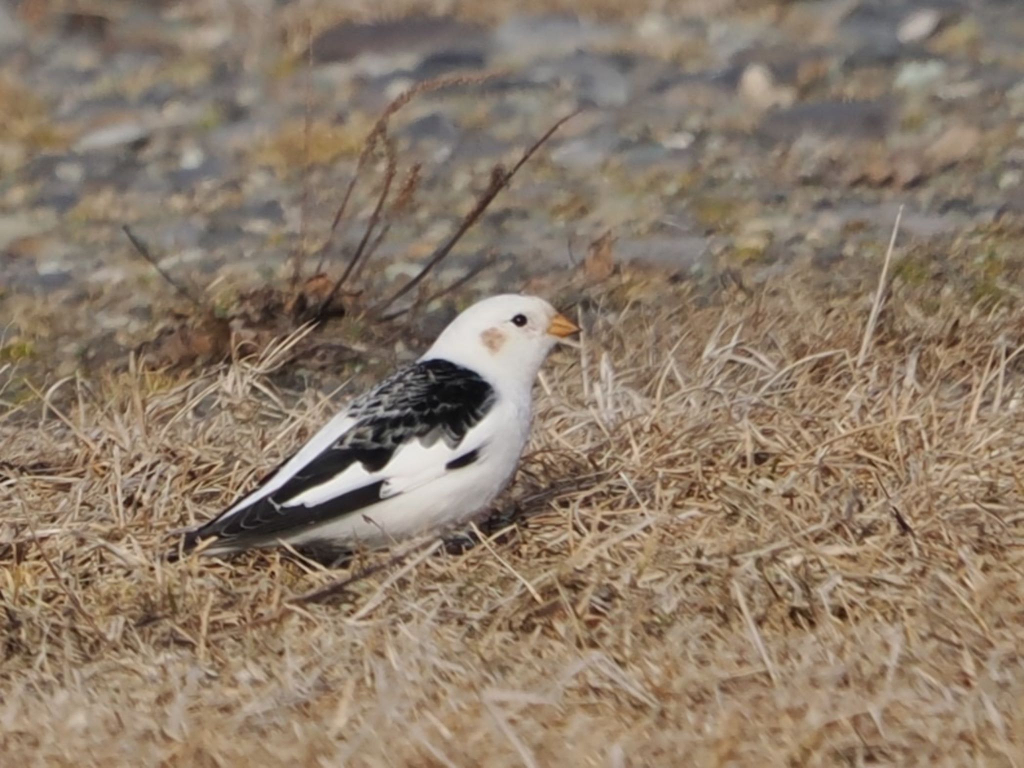 Photo of Snow Bunting at Notsuke Peninsula by ぽぽぽ