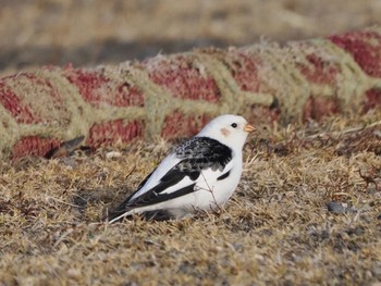 Snow Bunting Notsuke Peninsula Thu, 2/22/2024