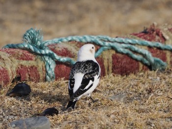 Snow Bunting Notsuke Peninsula Thu, 2/22/2024