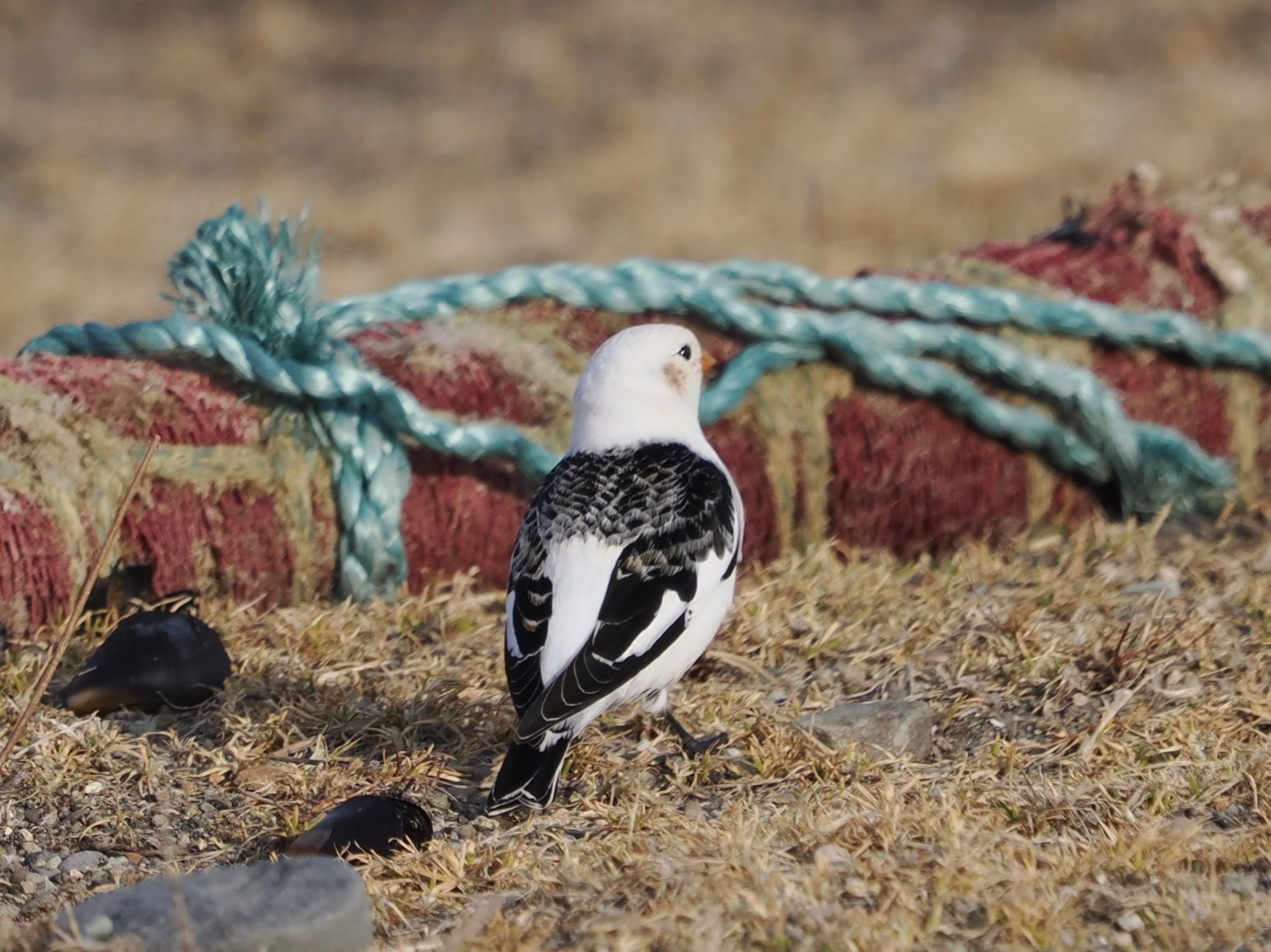 Snow Bunting