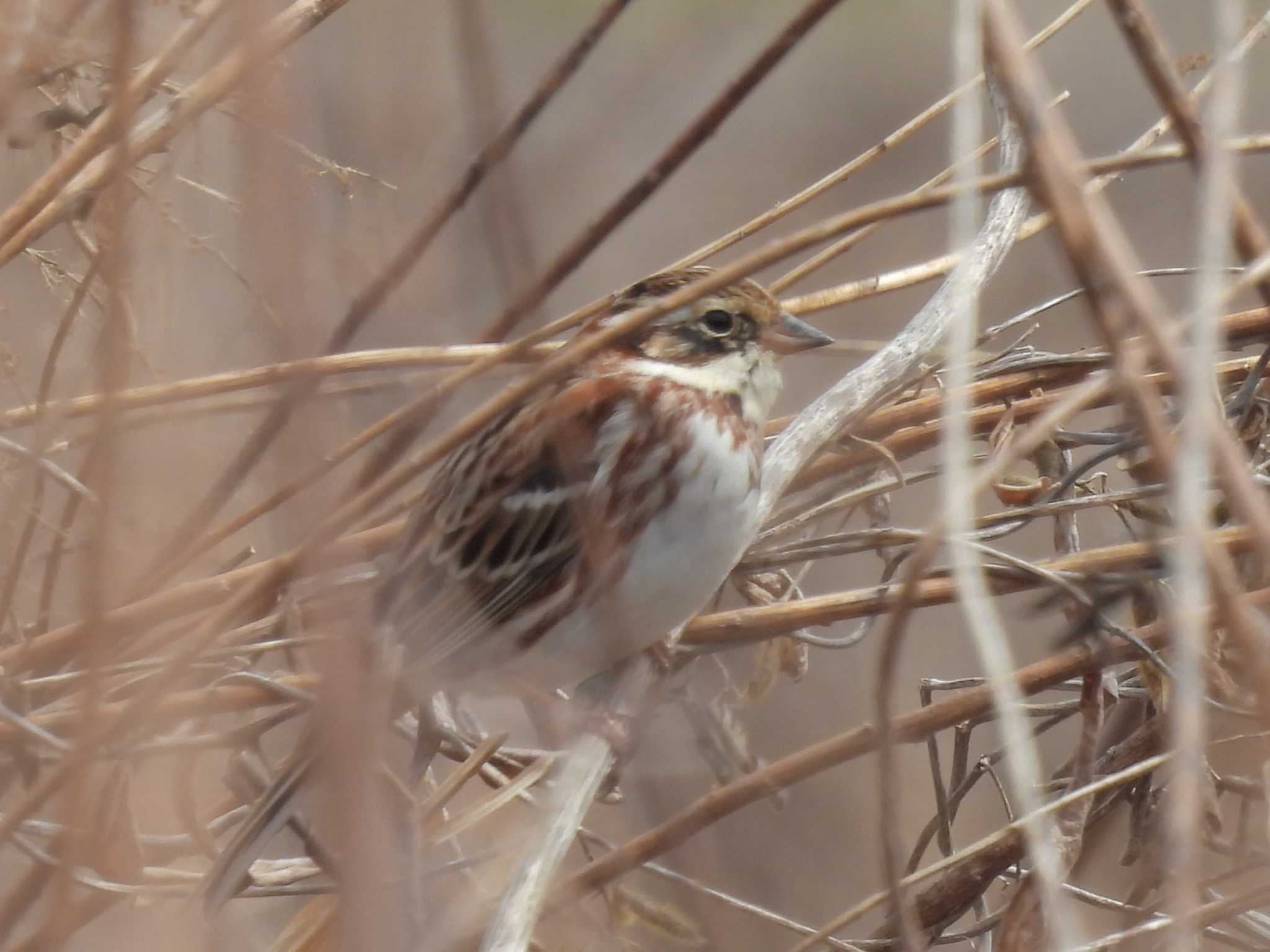 Rustic Bunting