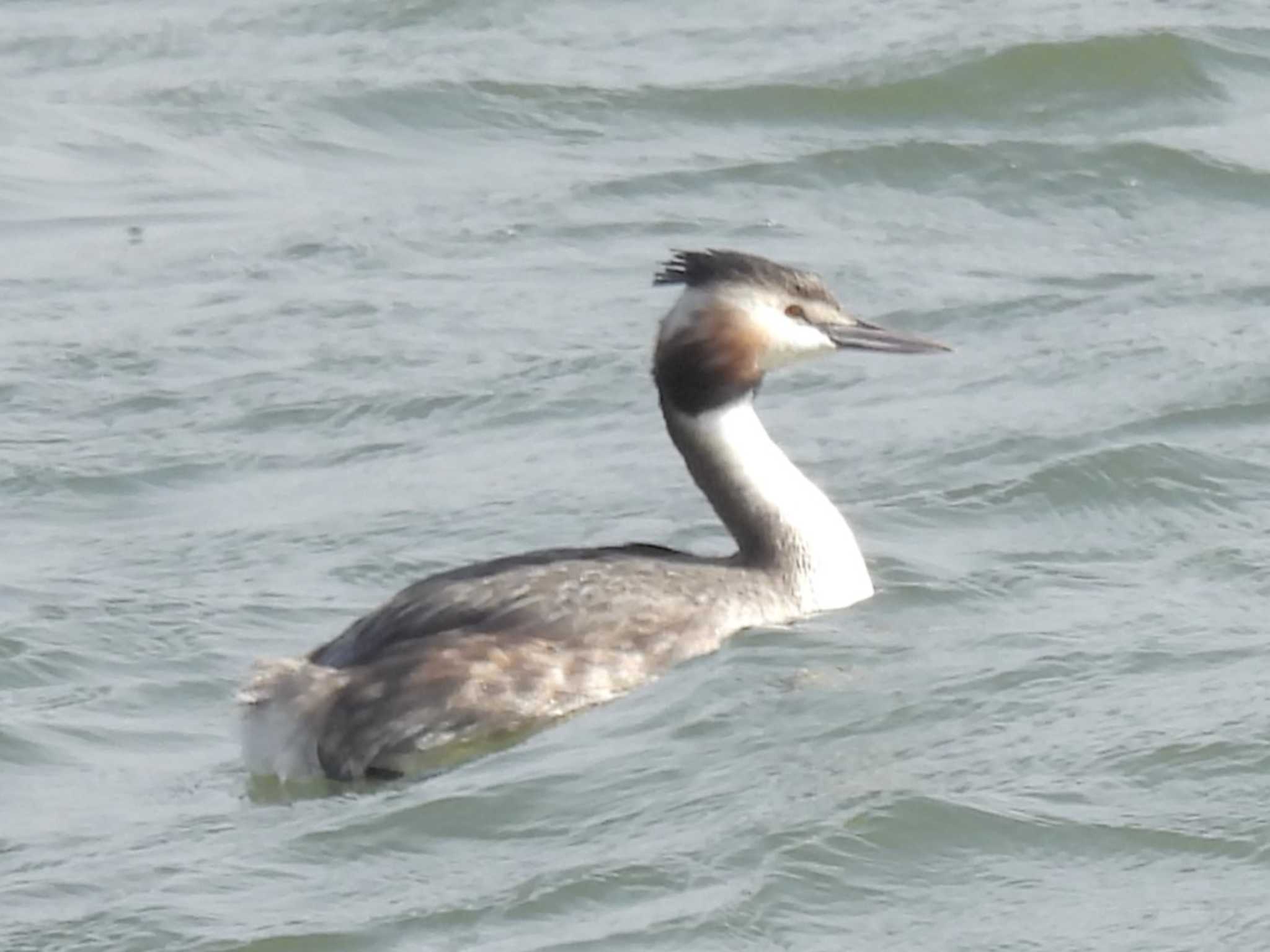 Great Crested Grebe