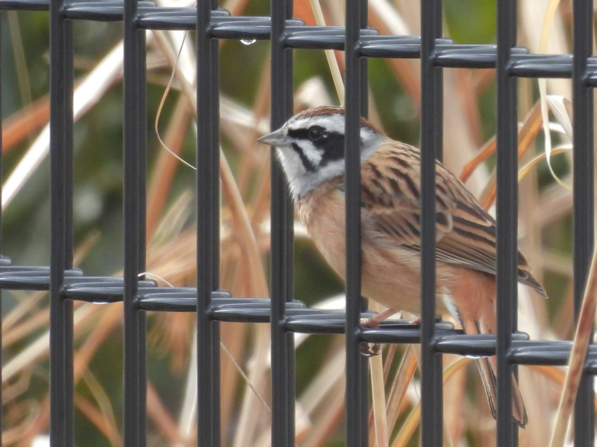 Meadow Bunting