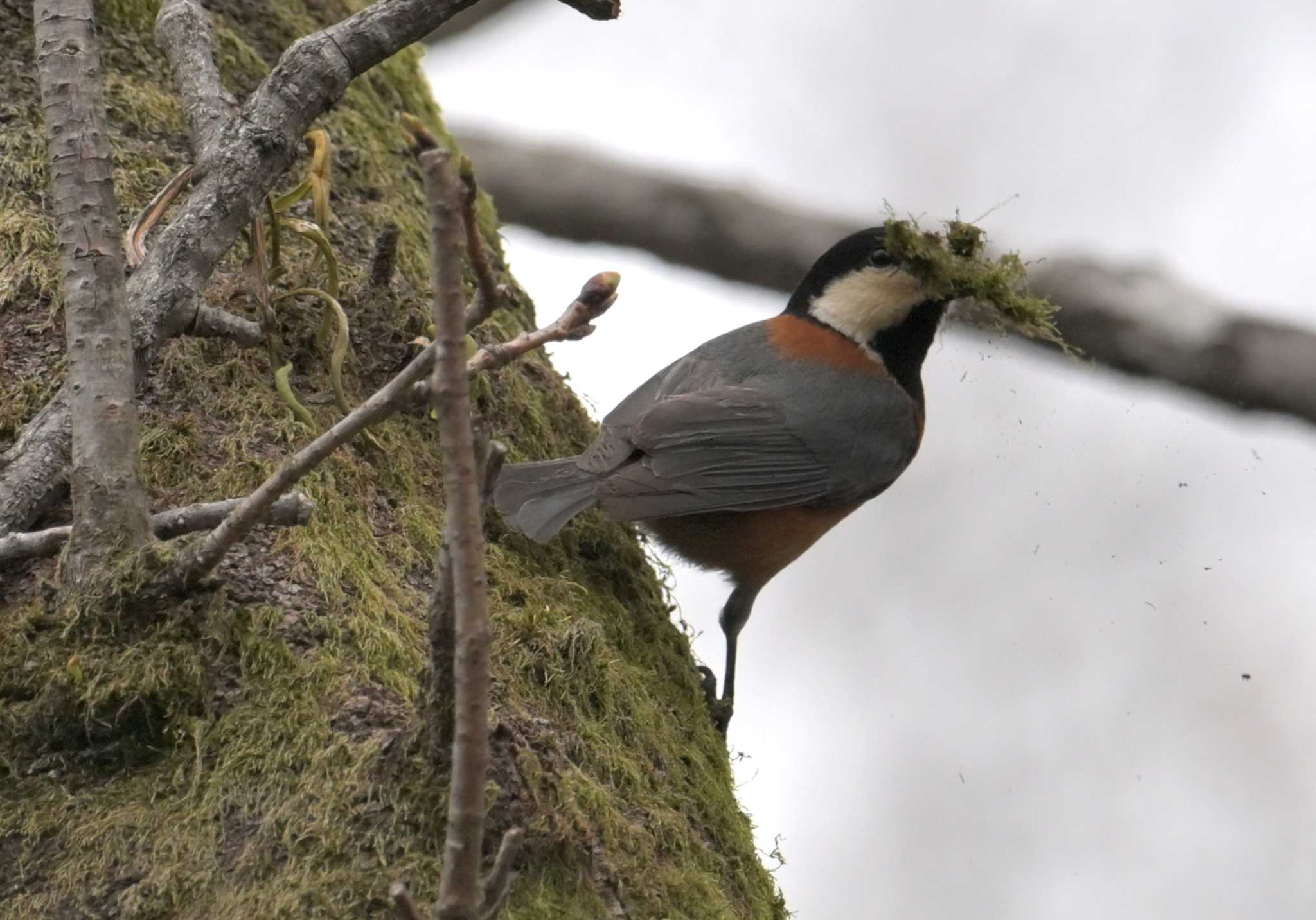 Photo of Varied Tit at 東京都立桜ヶ丘公園(聖蹟桜ヶ丘) by ヤマガラ専科