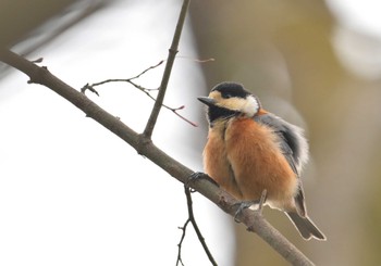 ヤマガラ 東京都立桜ヶ丘公園(聖蹟桜ヶ丘) 2024年3月24日(日)