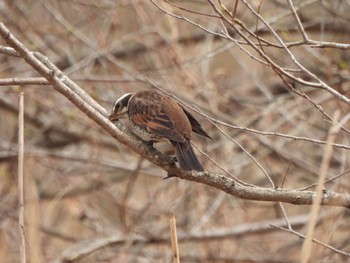 Dusky Thrush Kitamoto Nature Observation Park Sun, 3/24/2024