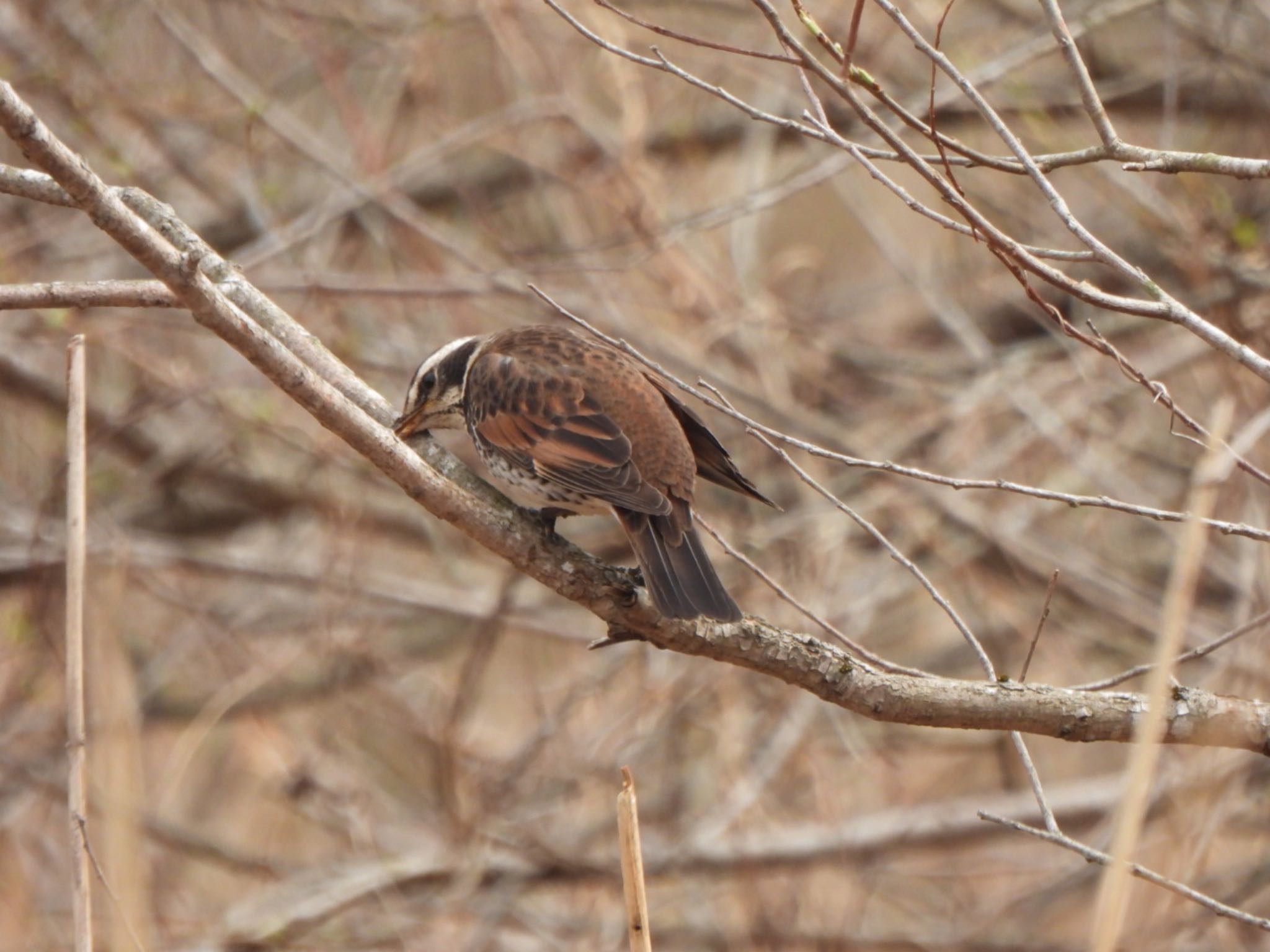 Photo of Dusky Thrush at Kitamoto Nature Observation Park by K