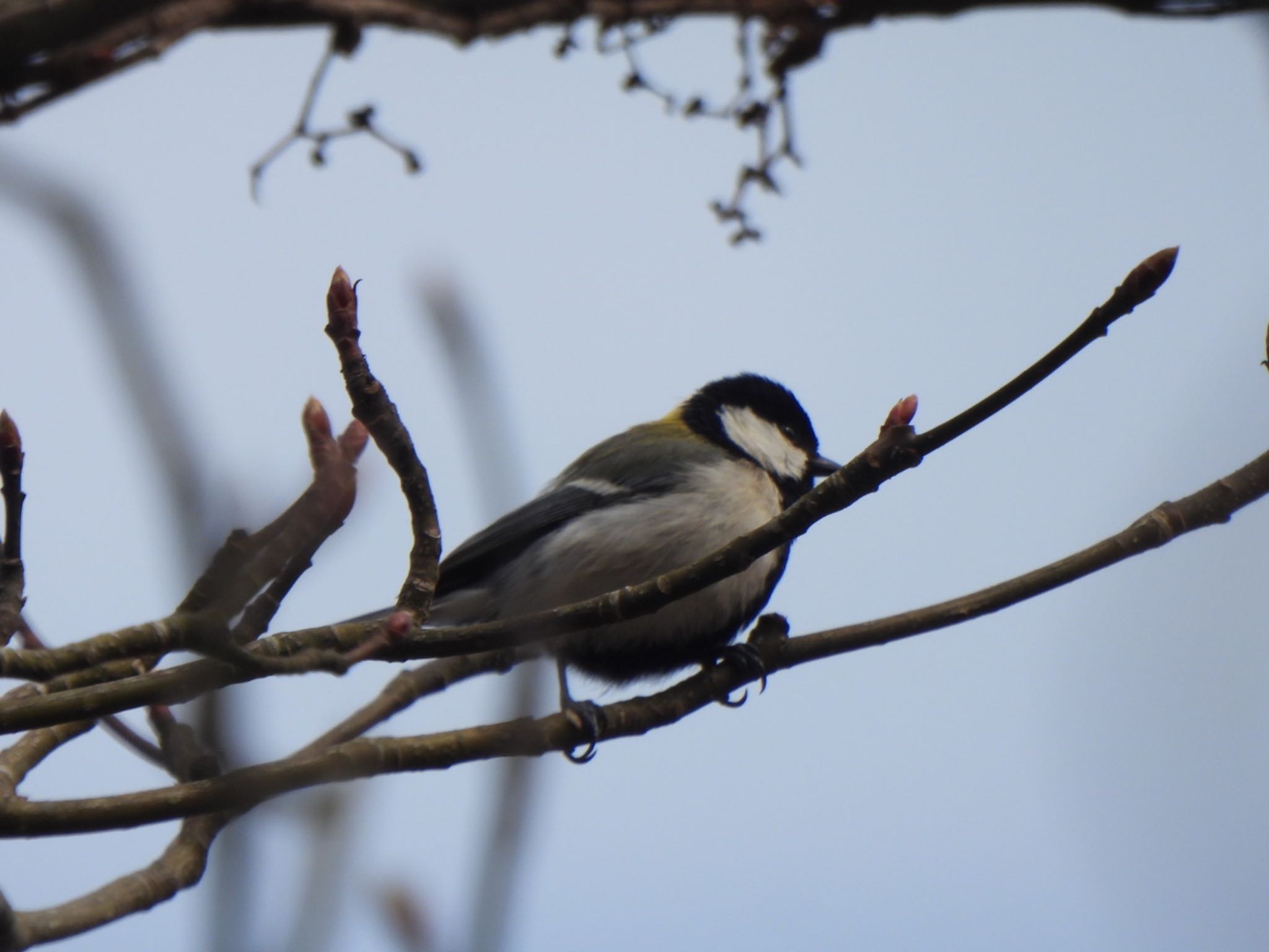 Photo of Japanese Tit at Kitamoto Nature Observation Park by K