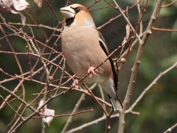 Hawfinch Kitamoto Nature Observation Park Sun, 3/24/2024