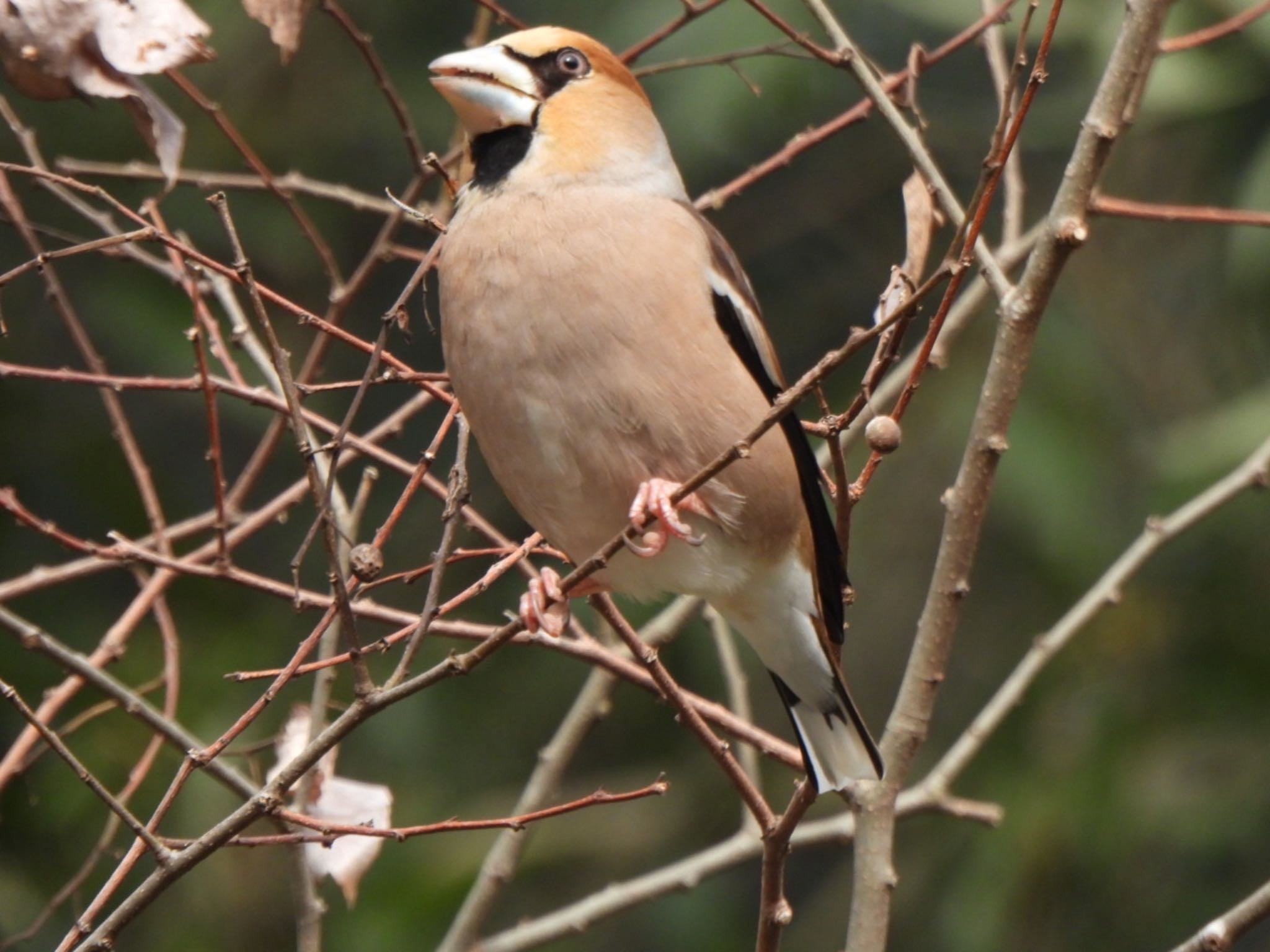 Photo of Hawfinch at Kitamoto Nature Observation Park by K