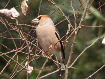 Hawfinch Kitamoto Nature Observation Park Sun, 3/24/2024