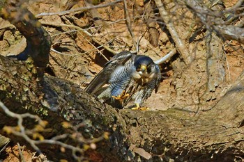 Peregrine Falcon Aobayama Park Sun, 3/24/2024