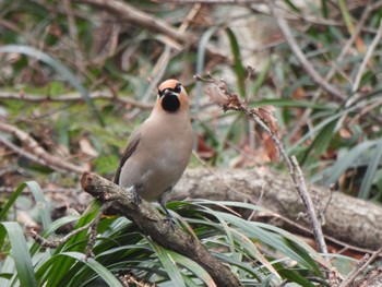 Bohemian Waxwing Kitamoto Nature Observation Park Sun, 3/24/2024