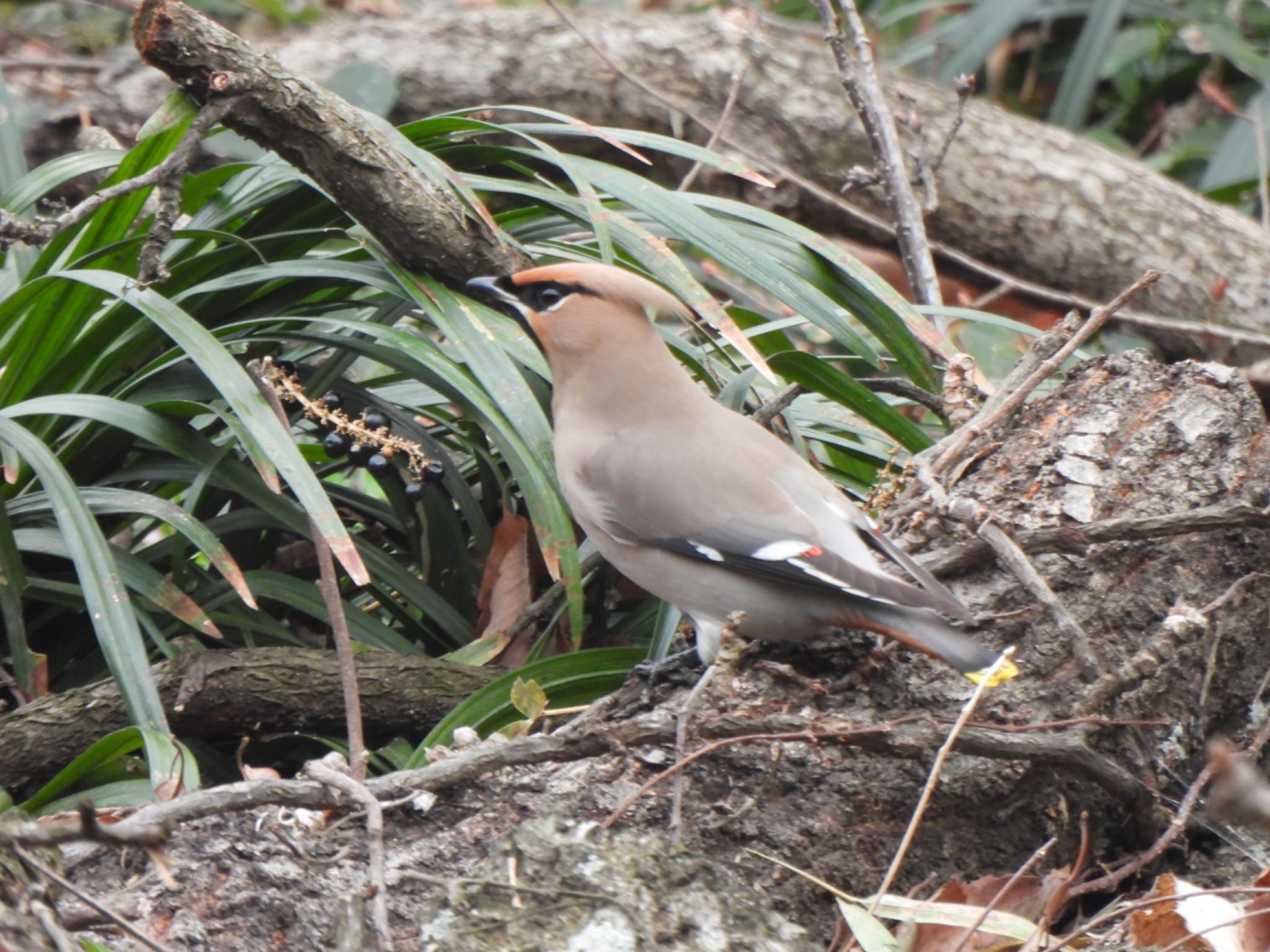 Photo of Bohemian Waxwing at Kitamoto Nature Observation Park by K