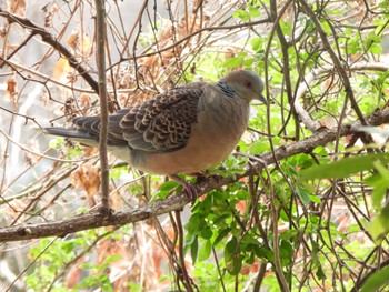 Oriental Turtle Dove Kitamoto Nature Observation Park Sun, 3/24/2024