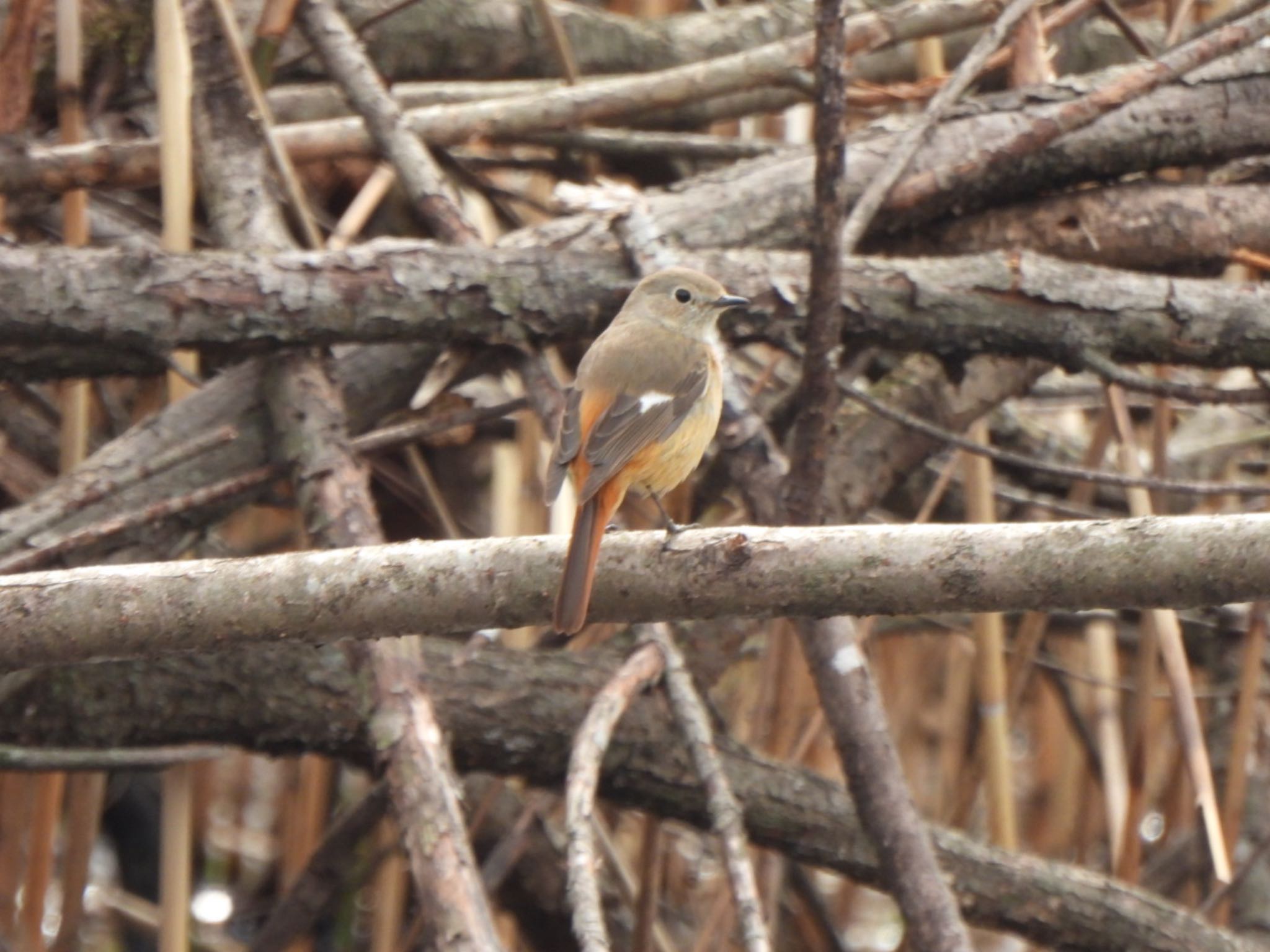 Photo of Daurian Redstart at Kitamoto Nature Observation Park by K