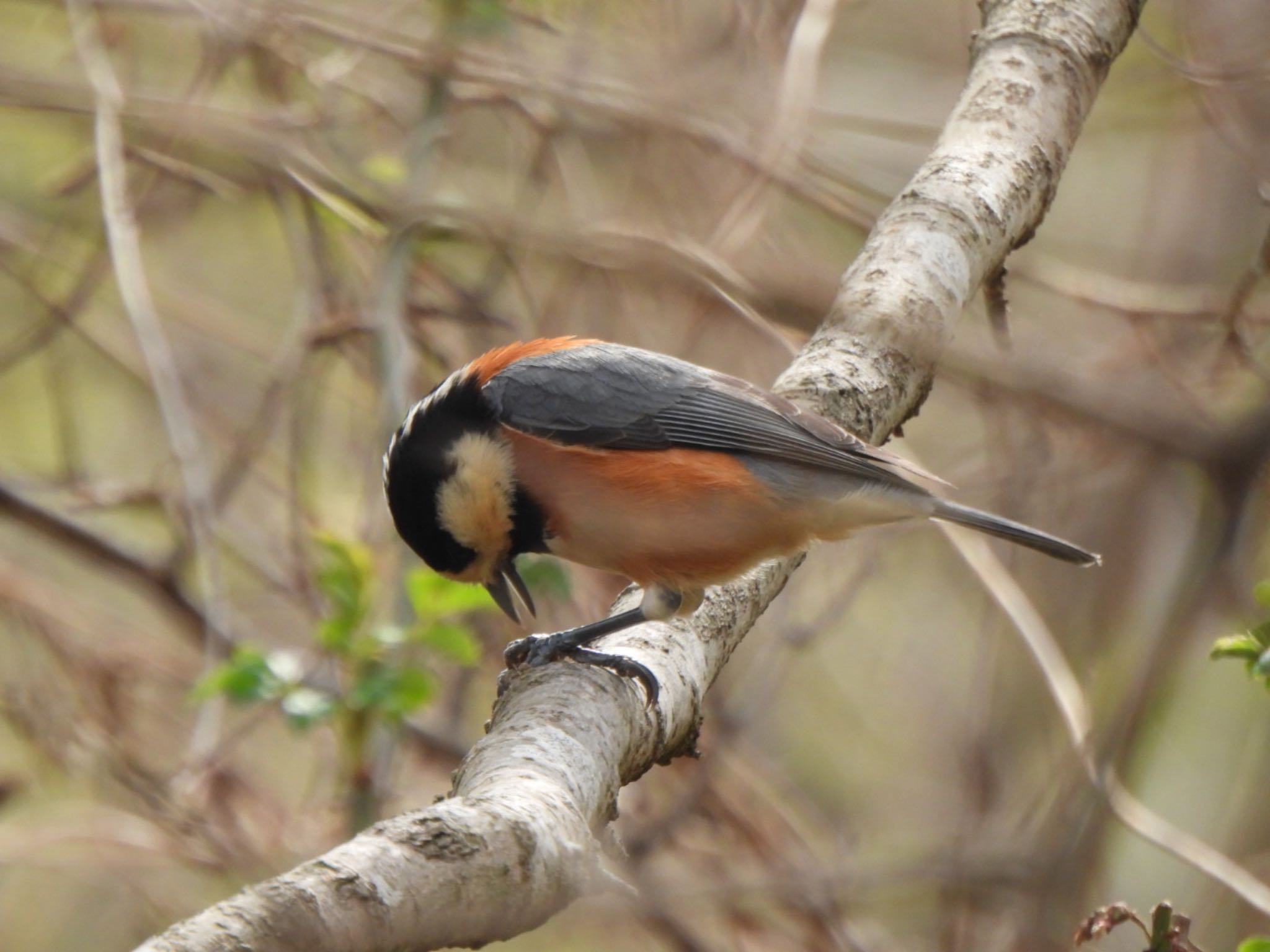 Photo of Varied Tit at Kitamoto Nature Observation Park by K