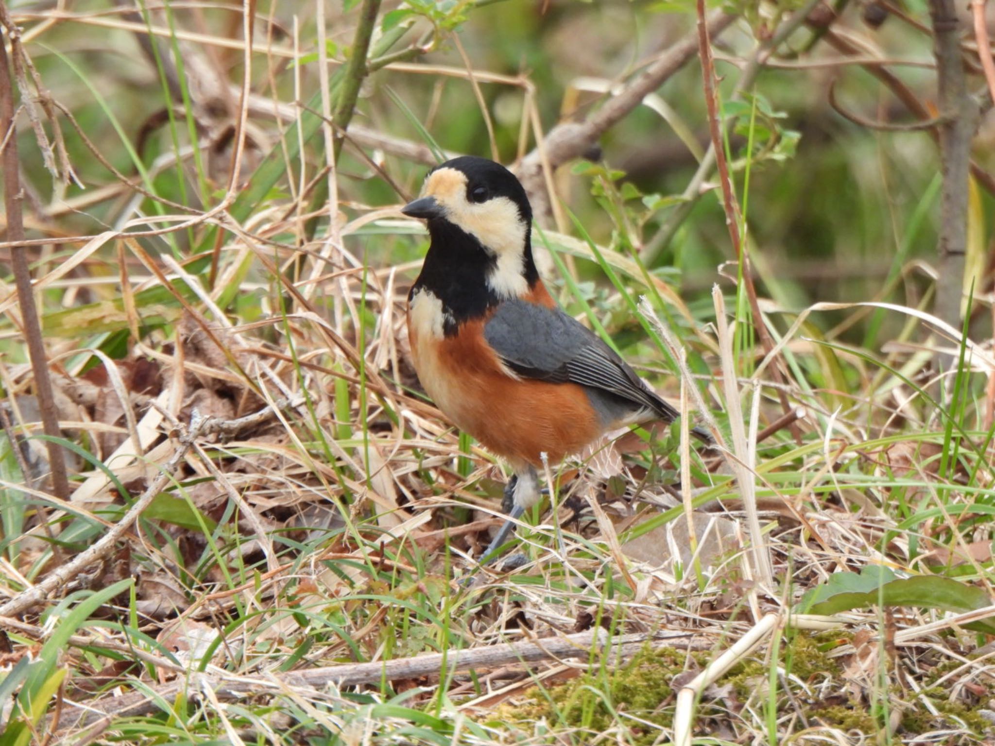 Photo of Varied Tit at Kitamoto Nature Observation Park by K