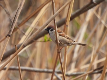 Eurasian Tree Sparrow Kitamoto Nature Observation Park Sun, 3/24/2024