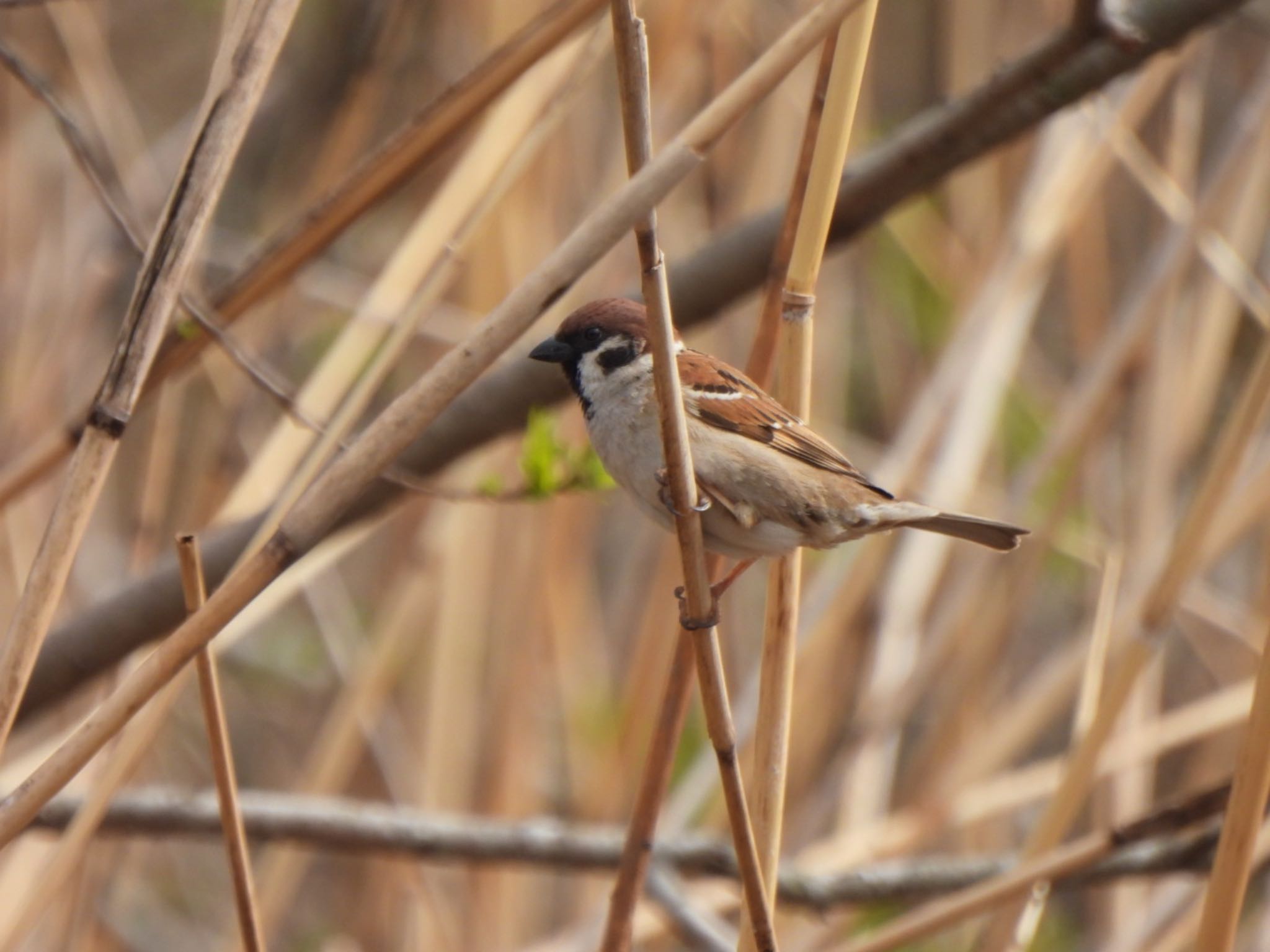 Eurasian Tree Sparrow