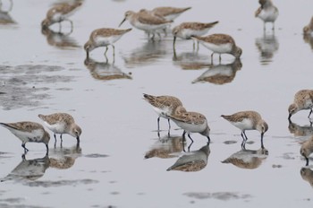 Dunlin Sambanze Tideland Sun, 3/24/2024