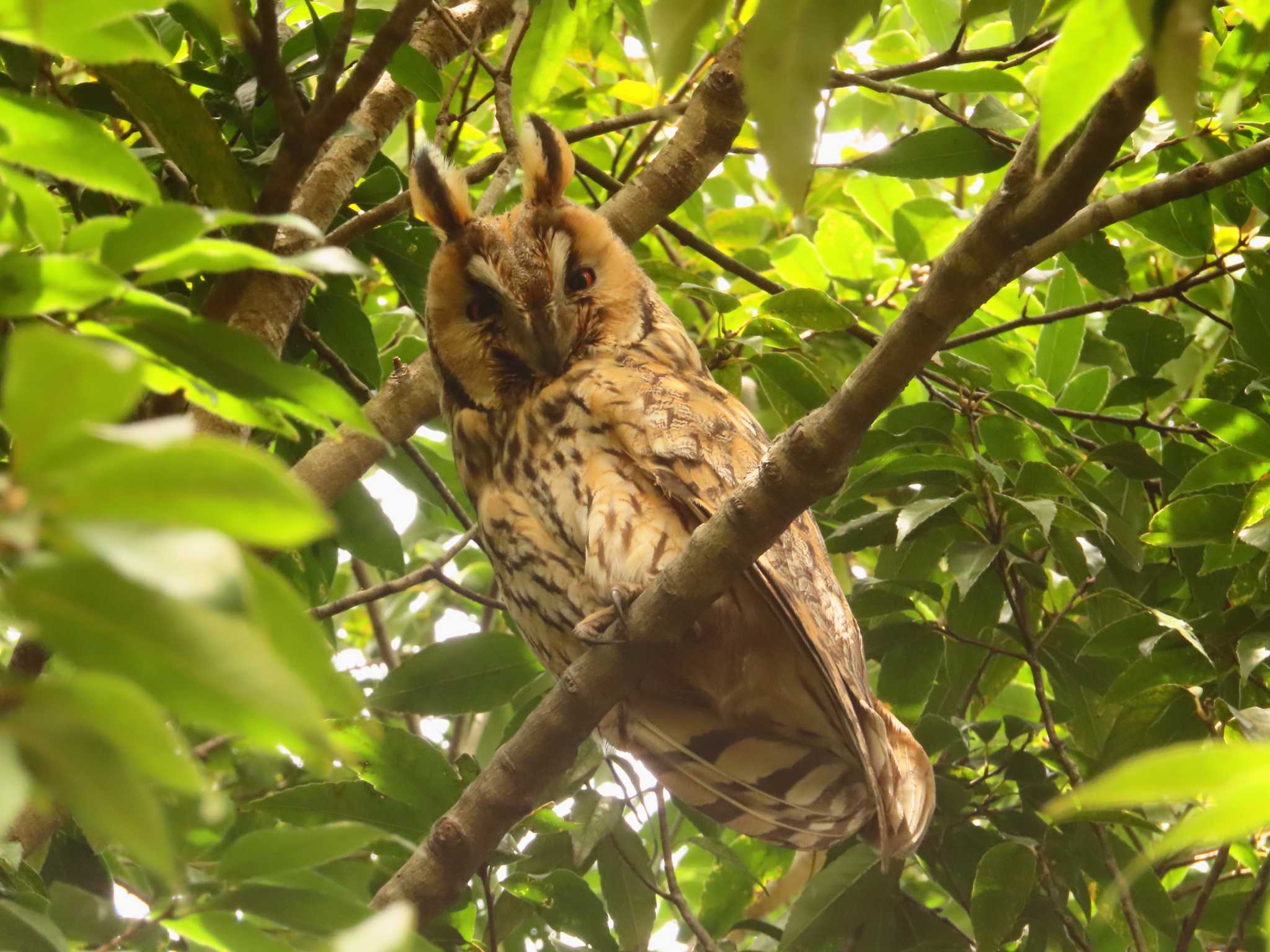 Long-eared Owl