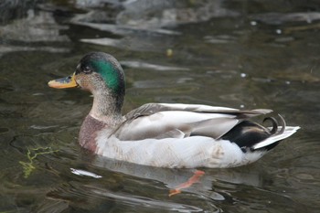 Mallard 安春川 Sun, 4/16/2023