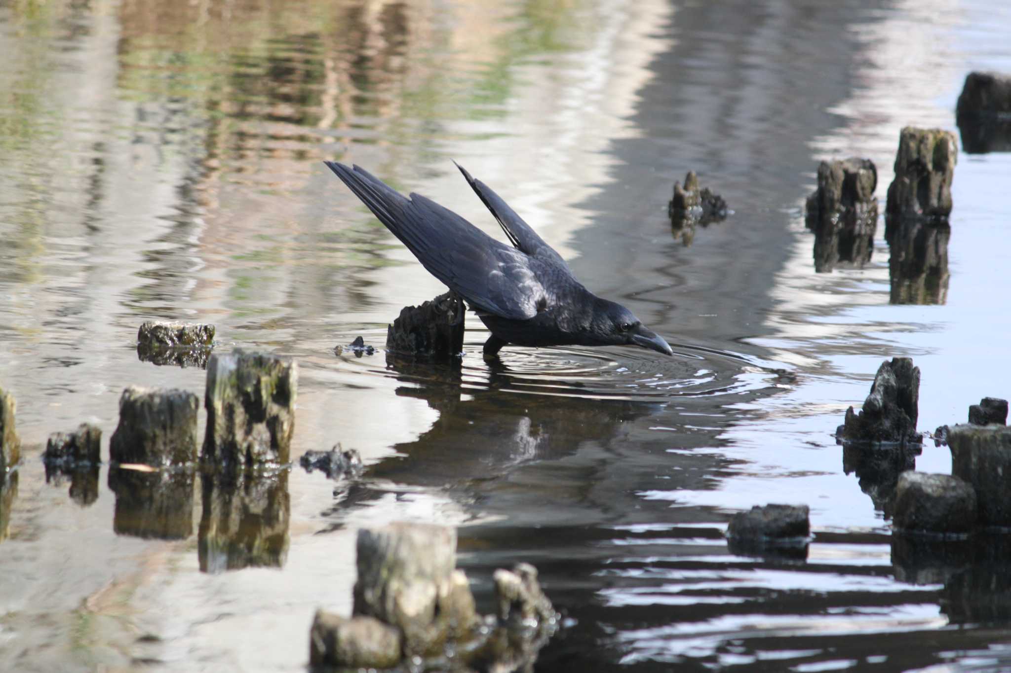 Photo of Carrion Crow at 安春川 by Sapporo marshmallow@bird