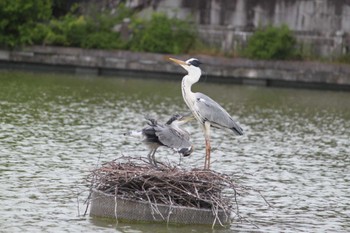 Grey Heron Osaka Tsurumi Ryokuchi Wed, 4/12/2023