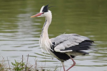 Grey Heron Osaka Tsurumi Ryokuchi Wed, 4/12/2023