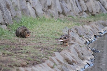 マガモ 安春川 2023年4月16日(日)