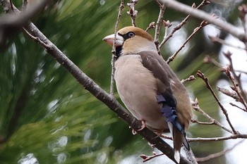 Hawfinch Kodomo Shizen Park Sun, 3/24/2024