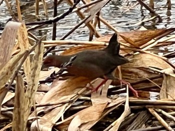 Ruddy-breasted Crake 江津湖 Sun, 3/24/2024