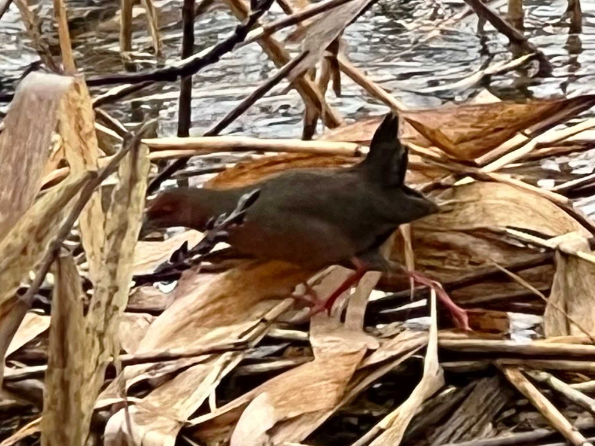 Ruddy-breasted Crake