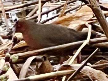 Ruddy-breasted Crake 江津湖 Sun, 3/24/2024