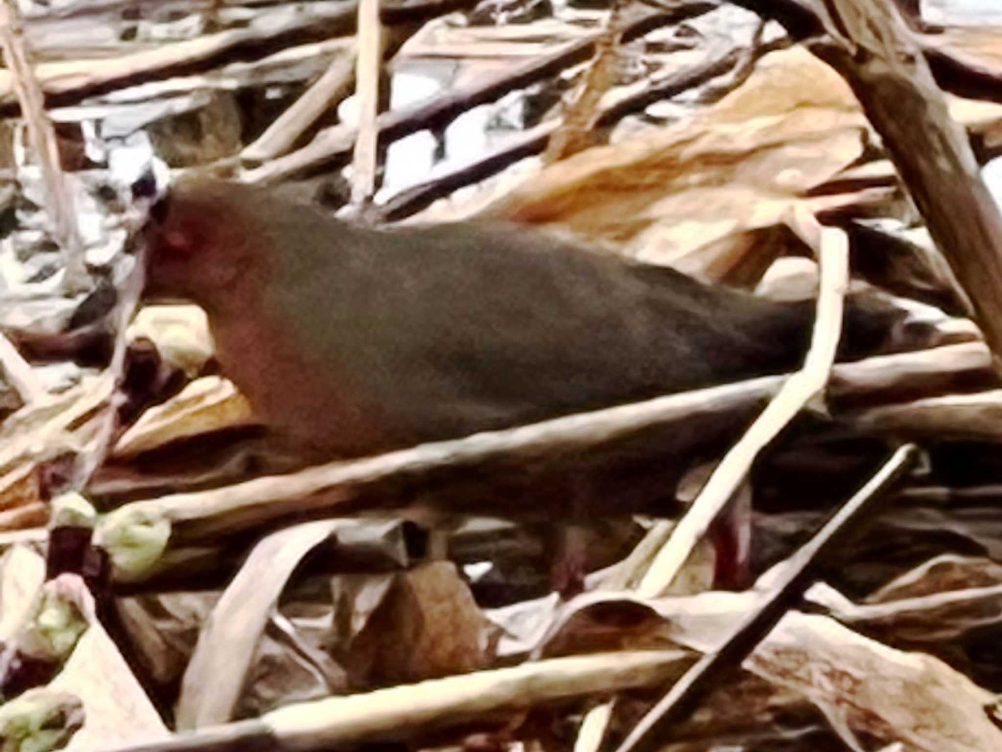 Ruddy-breasted Crake