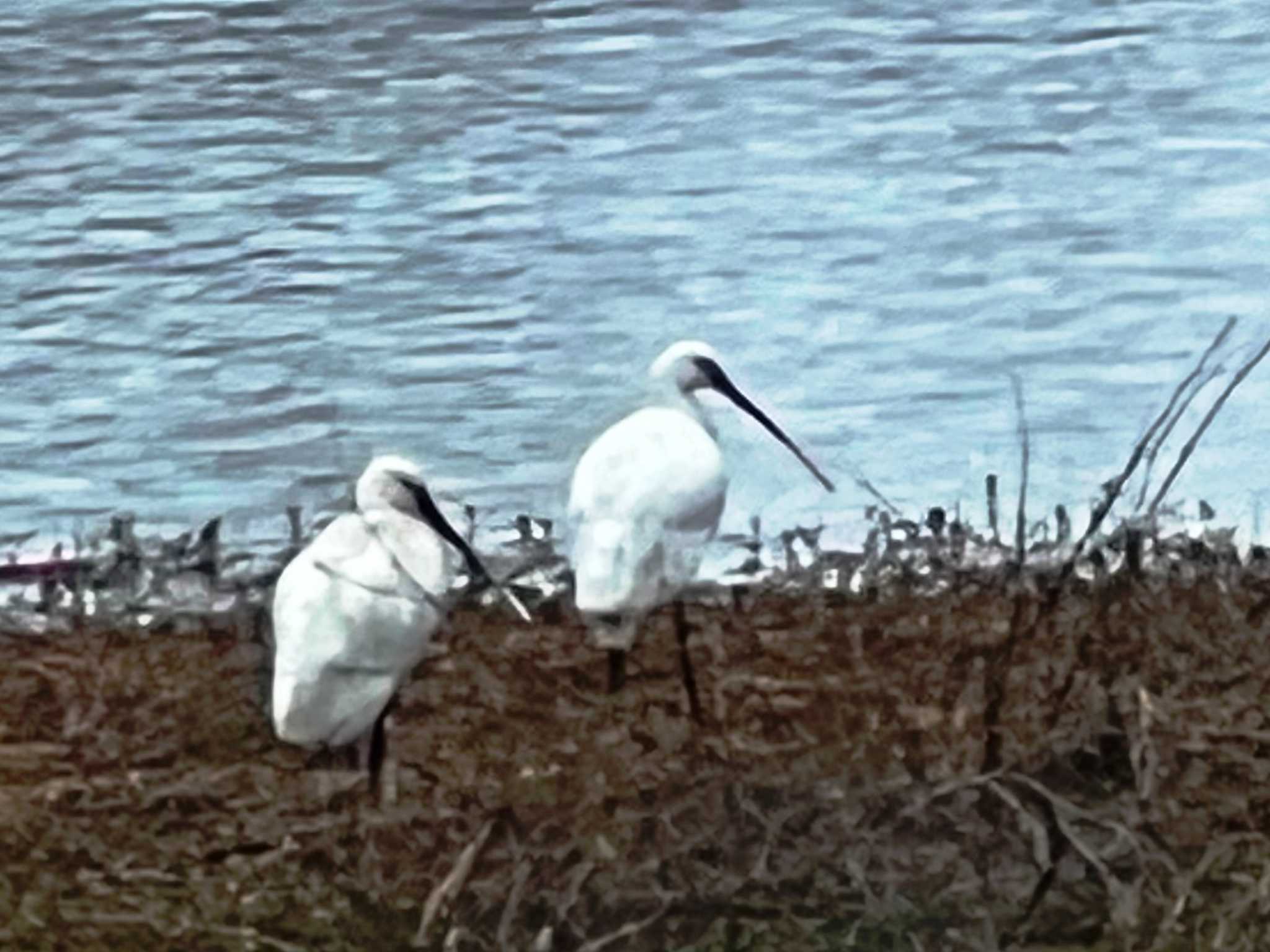 Photo of Black-faced Spoonbill at 江津湖 by jo6ehm