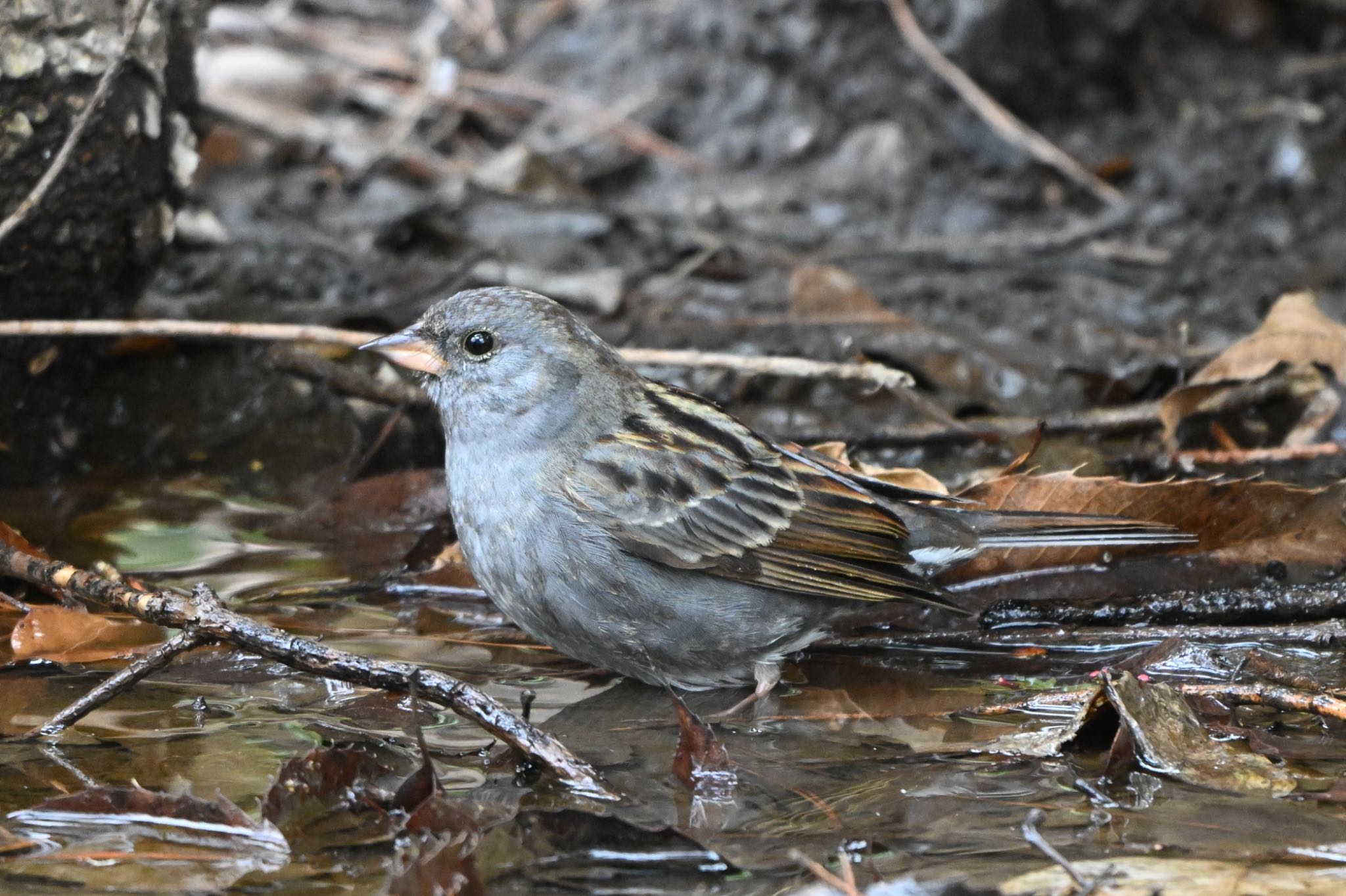 Photo of Grey Bunting at Shinjuku Gyoen National Garden by Osprey