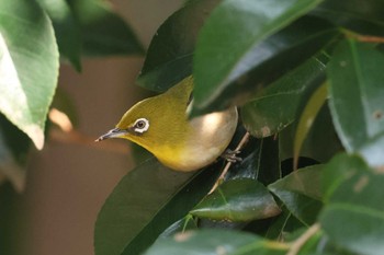 Warbling White-eye Akashi Park Sun, 2/11/2024