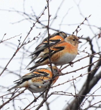 Brambling Unknown Spots Sat, 2/17/2024