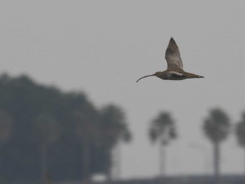 ホウロクシギ 葛西臨海公園 2024年3月23日(土)