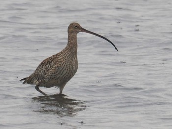 ホウロクシギ 葛西臨海公園 2024年3月23日(土)